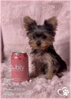 Trevor, a male Yorkshire Terrier for sale in Tempe, AZ – 4 of 10