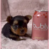 Beans, a male Yorkshire Terrier for sale in Tempe, AZ – Photo 2 of 10