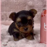 Beans, a male Yorkshire Terrier for sale in Tempe, AZ – Photo 7 of 10