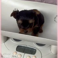 Beans, a male Yorkshire Terrier for sale in Tempe, AZ – Photo 6 of 10