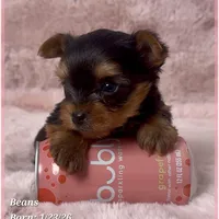 Beans, a male Yorkshire Terrier for sale in Tempe, AZ – Photo 8 of 10