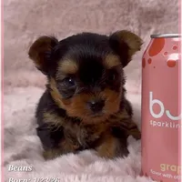 Beans, a male Yorkshire Terrier for sale in Tempe, AZ – Photo 1 of 10