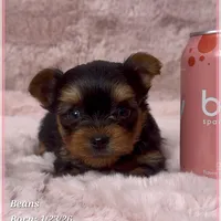 Beans, a male Yorkshire Terrier for sale in Tempe, AZ – Photo 5 of 10
