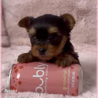Beans, a male Yorkshire Terrier for sale in Tempe, AZ – Photo 9 of 10