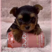 Beans, a male Yorkshire Terrier for sale in Tempe, AZ – Photo 10 of 10