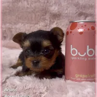 Beans, a male Yorkshire Terrier for sale in Tempe, AZ – Photo 4 of 10