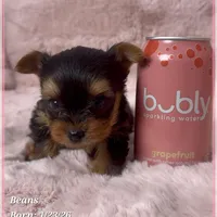 Beans, a male Yorkshire Terrier for sale in Tempe, AZ – Photo 3 of 10