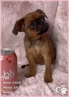 Kiki, a female Brussels Griffon for sale in Tempe, AZ – Photo 5 of 10