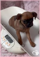 Kiki, a female Brussels Griffon for sale in Tempe, AZ – Photo 2 of 10