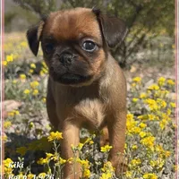 Kiki, a female Brussels Griffon for sale in Tempe, AZ – Photo 9 of 10