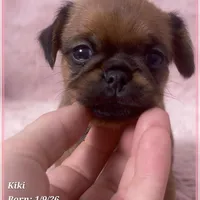 Kiki, a female Brussels Griffon for sale in Tempe, AZ – Photo 10 of 10
