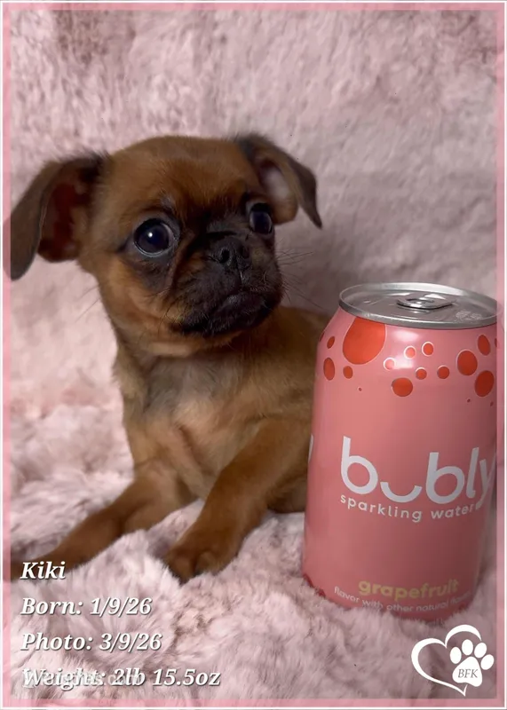 Kiki – Brussels Griffon puppy for sale in Tempe, AZ