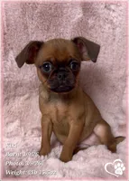 Kiki, a female Brussels Griffon for sale in Tempe, AZ – Photo 3 of 10