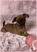 Kiki, a female Brussels Griffon for sale in Tempe, AZ – Photo 8 of 10