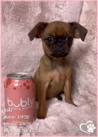 Kiki, a female Brussels Griffon for sale in Tempe, AZ – Photo 4 of 10