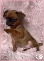 Kiki, a female Brussels Griffon for sale in Tempe, AZ – Photo 7 of 10