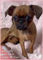 Kiki, a female Brussels Griffon for sale in Tempe, AZ – Photo 6 of 10
