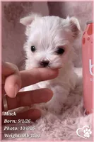 Mack, a male Maltese for sale in Phoenix, AZ – 10 of 10