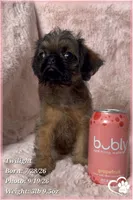 Twilight, a female Brussels Griffon for sale in Phoenix, AZ – 3 of 10