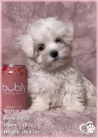 Marvin (new video!), a male Maltese for sale in Tempe, AZ – 8 of 9