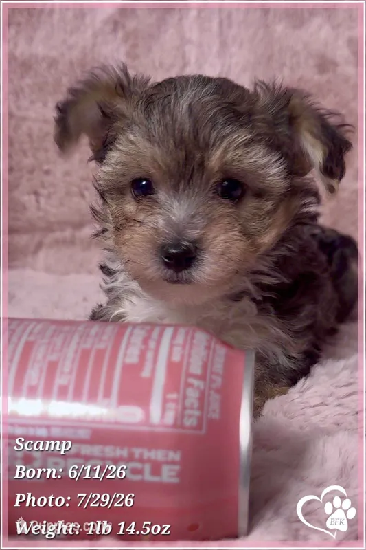 Scamp the Morkie Poo – Yorkipoo, Maltese puppy for sale in Tempe, AZ