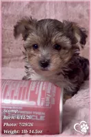 Scamp the Morkie Poo, a male Yorkipoo and Maltese for sale in Tempe, AZ – 1 of 9