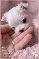 Mack, a male Maltese for sale in Phoenix, AZ – 5 of 10