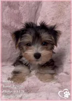Harley, a female Morkie for sale in Tempe, AZ – 10 of 10