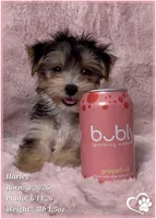 Harley, a female Morkie for sale in Tempe, AZ – 2 of 10