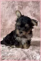 Giselle, a female Morkie for sale in Phoenix, AZ – 6 of 7