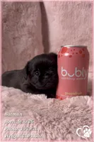 Batman, a male Brussels Griffon for sale in Phoenix, AZ – 2 of 10