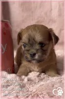 Princess, a female Mal Shi for sale in Phoenix, AZ – 2 of 7