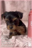 Sylvester, a male Yorkshire Terrier for sale in Phoenix, AZ – 6 of 10