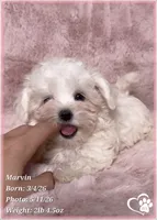 Marvin (new video!), a male Maltese for sale in Tempe, AZ – 1 of 9