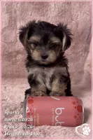 Sparky (3 sisters available also), a male Morkie for sale in Tempe, AZ – 4 of 9