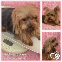 Chip, a male Yorkshire Terrier for sale in Tempe, AZ – 10 of 10