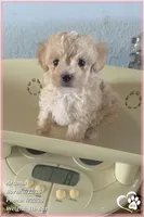 Aramis, a male Maltipoo for sale in Phoenix, AZ – 7 of 10