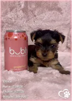 Trixie, a female Yorkshire Terrier for sale in Tempe, AZ – Photo 2 of 5