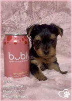 Trixie, a female Yorkshire Terrier for sale in Tempe, AZ – Photo 1 of 5