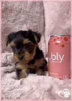 Trixie, a female Yorkshire Terrier for sale in Tempe, AZ – Photo 5 of 5