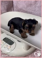 Trixie, a female Yorkshire Terrier for sale in Tempe, AZ – Photo 3 of 5
