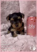 Trixie, a female Yorkshire Terrier for sale in Tempe, AZ – Photo 4 of 5