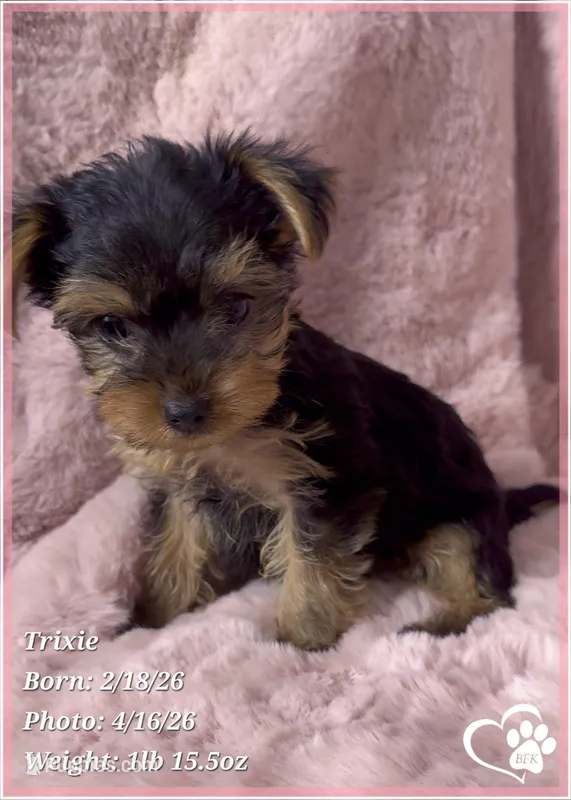 Trixie – Yorkshire Terrier puppy for sale in Tempe, AZ
