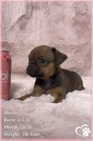 Darla, a female Brussels Griffon for sale in Tempe, AZ – 7 of 10