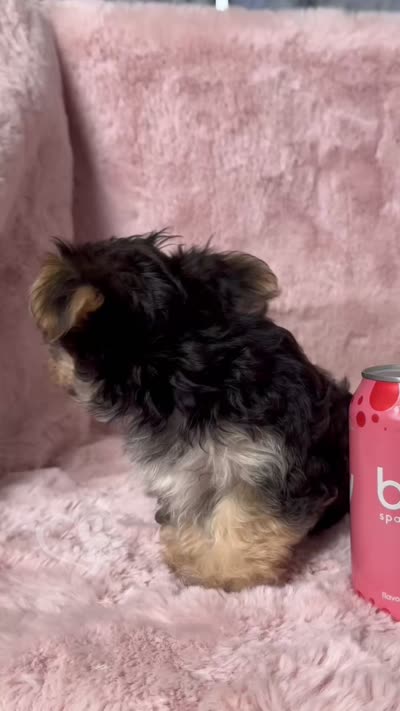Roger the Morkie, a male Morkie for sale in Phoenix, AZ – 10 of 10