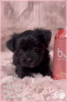 Nickel, a male Yorkipoo for sale in Tempe, AZ – 5 of 10