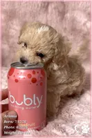 Aramis, a male Maltipoo for sale in Phoenix, AZ – 5 of 10