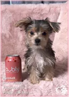 Hannah, a female Morkie for sale in Tempe, AZ – 8 of 8