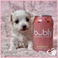 Lily, a female Maltipoo for sale in Tempe, AZ – Photo 6 of 10