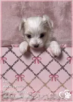 Lily, a female Maltipoo for sale in Tempe, AZ – Photo 9 of 10